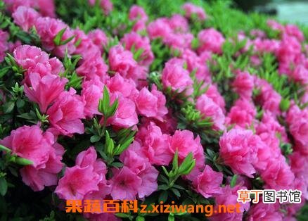 野生杜鹃花的养殖方法和注意事项