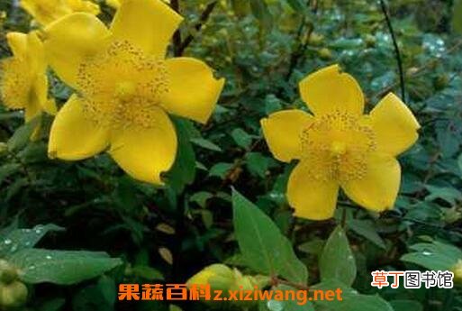 金丝梅的药用价值 金丝梅能解蛇毒