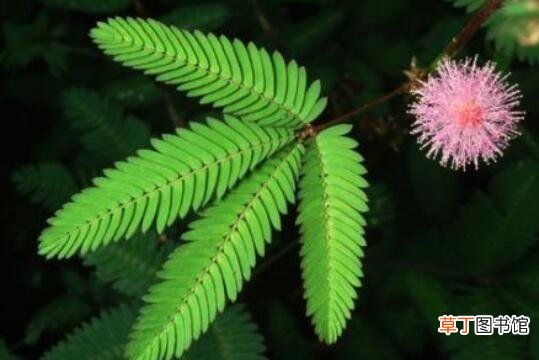 一种植物手一碰就会闭合是什么植物