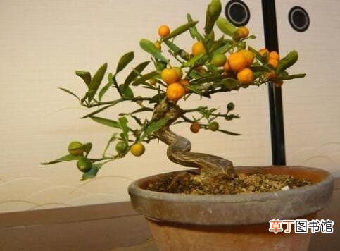 盆景金豆是什么植物