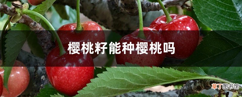樱桃籽能种樱桃吗