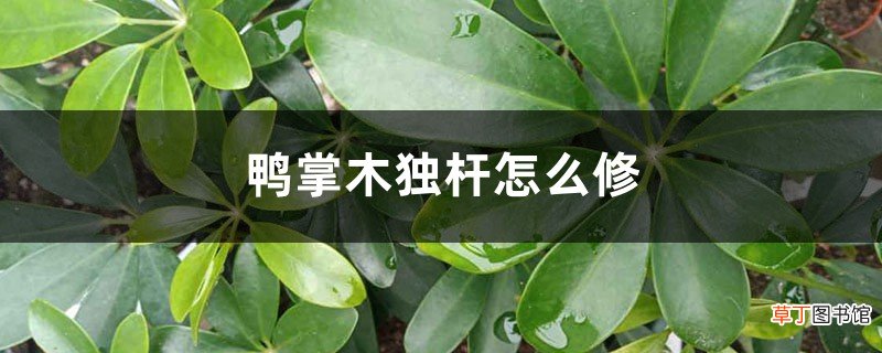 鸭掌木独杆怎么修剪