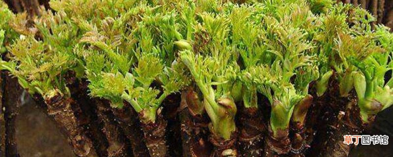 刺嫩芽种植条件，扦插在水里枝条怎么生根
