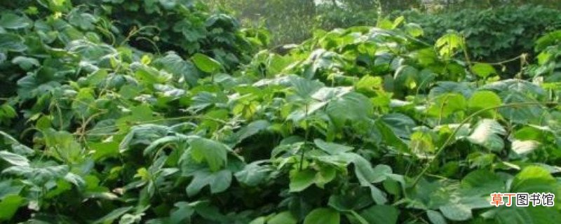 粉葛种植时间及管理，当年可以采挖吗