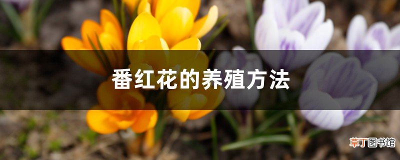室内养殖方法 番红花种球种植方法
