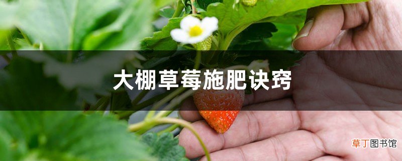 大棚草莓施肥方案，什么时候施肥