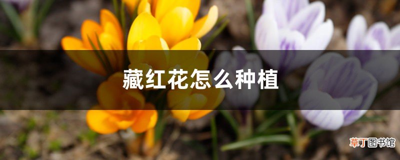 藏红花种植条件和地区、方法