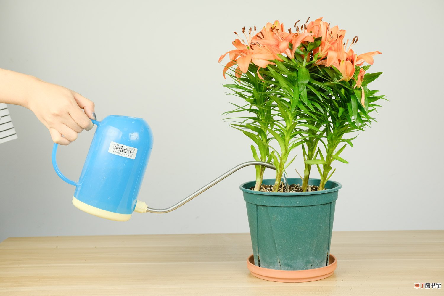 百合种植方法和时间，花后怎么处理