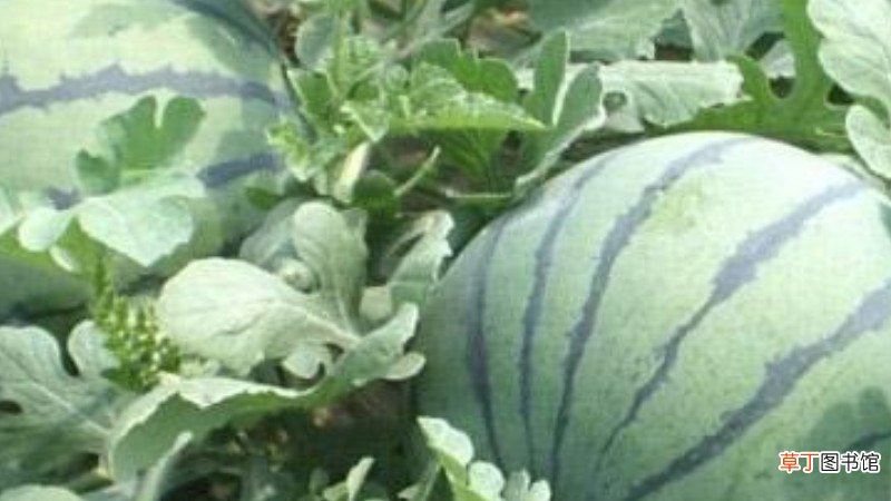 西瓜是藤本植物吗