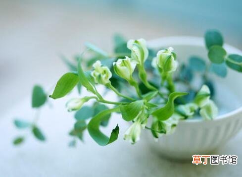 植物冻伤后怎么处理