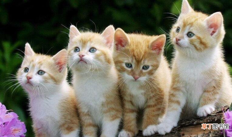 猫舔你的手然后咬你代表什么