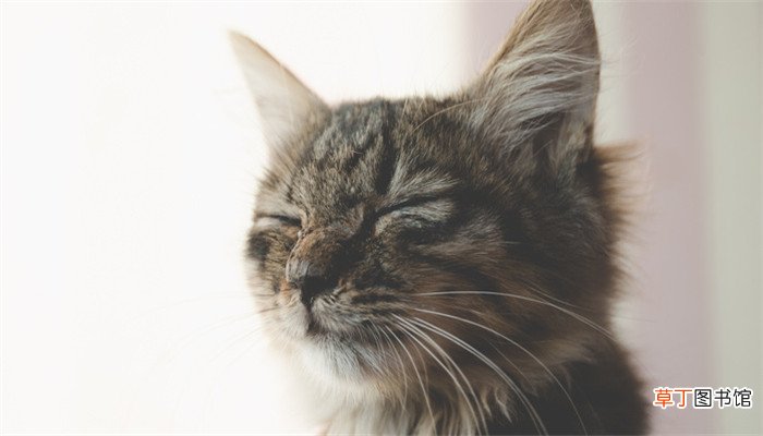 梦到猫是什么意思