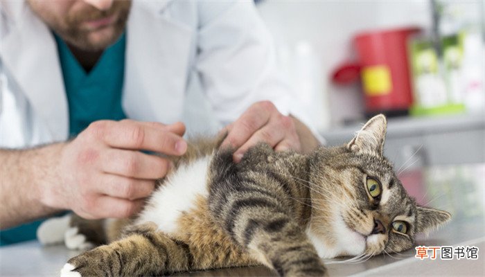 梦见一只猫