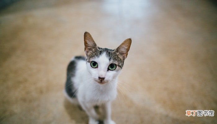 梦见一只猫