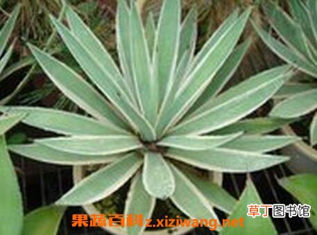 银边龙舌兰的养殖方法和注意事项