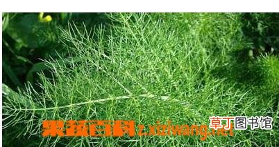 小茴香的功效和作用有哪些