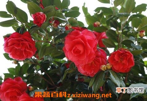 玉玲珑山茶花如何养殖 玉玲珑山茶花养殖方法