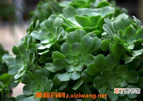 玉龙观音如何养殖 玉龙观音的养殖方法