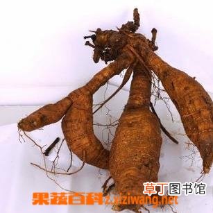 葛根的功效和作用