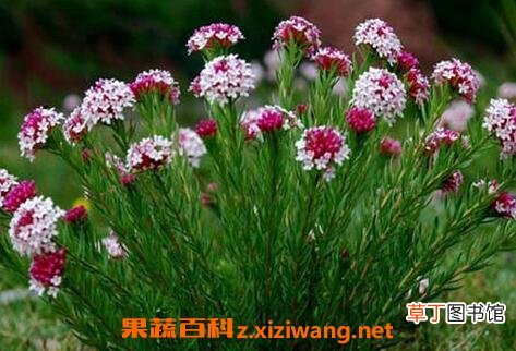 狼毒的功效与作用 狼毒的禁忌及副作用
