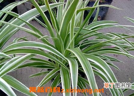 银边吊兰如何养殖 银边吊兰的养殖方法
