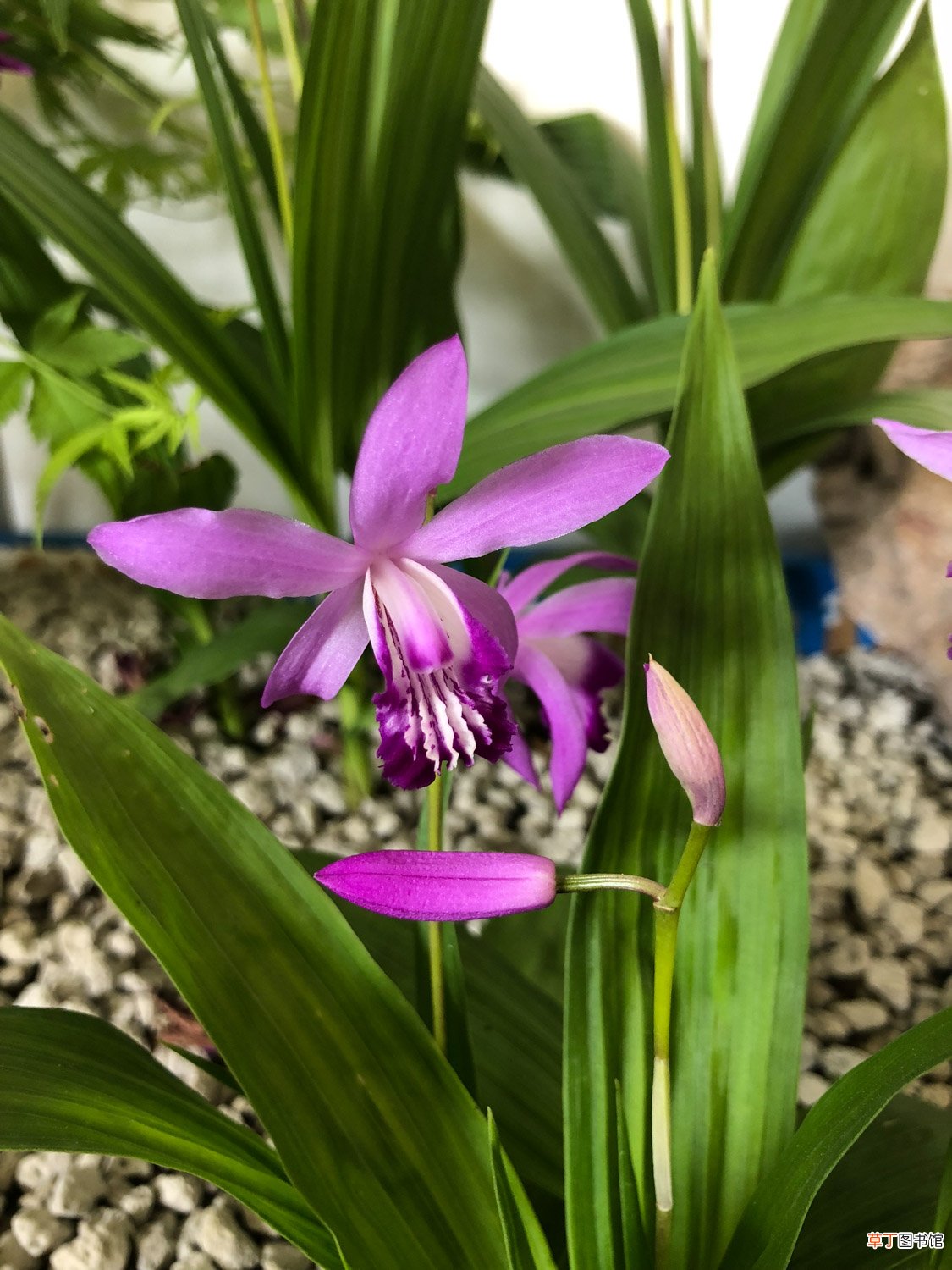白芨的种植方法，多少钱一斤