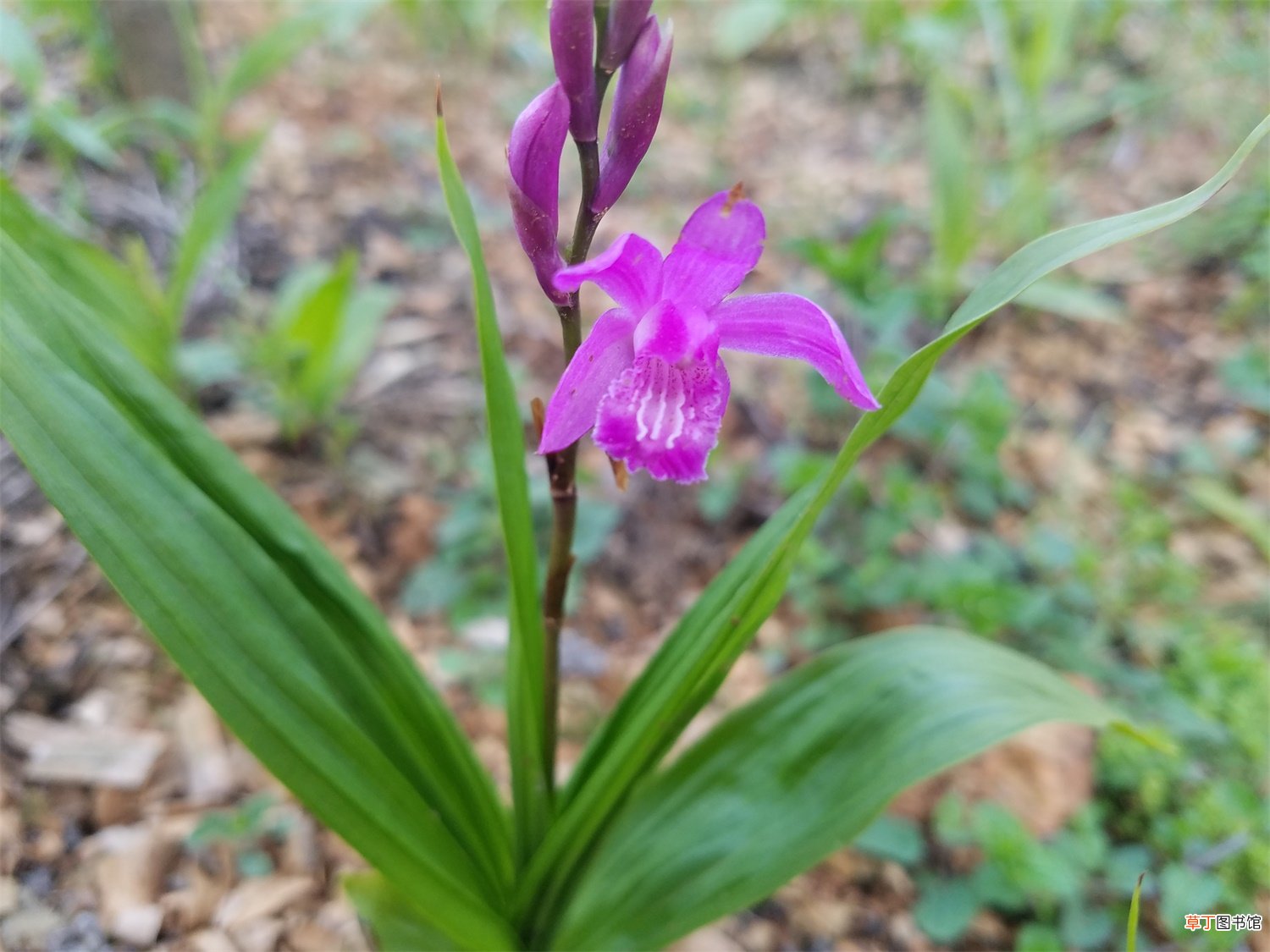 白芨的种植方法，多少钱一斤