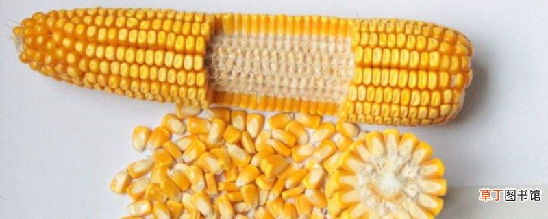 mc670玉米种子介绍 玉米种子怎么种