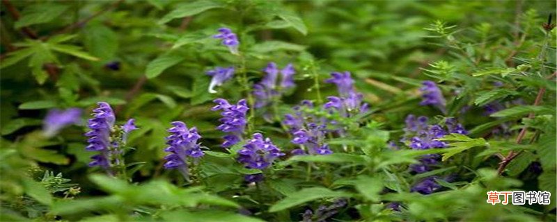 黄芩的种植方法及条件，种植几年能收获
