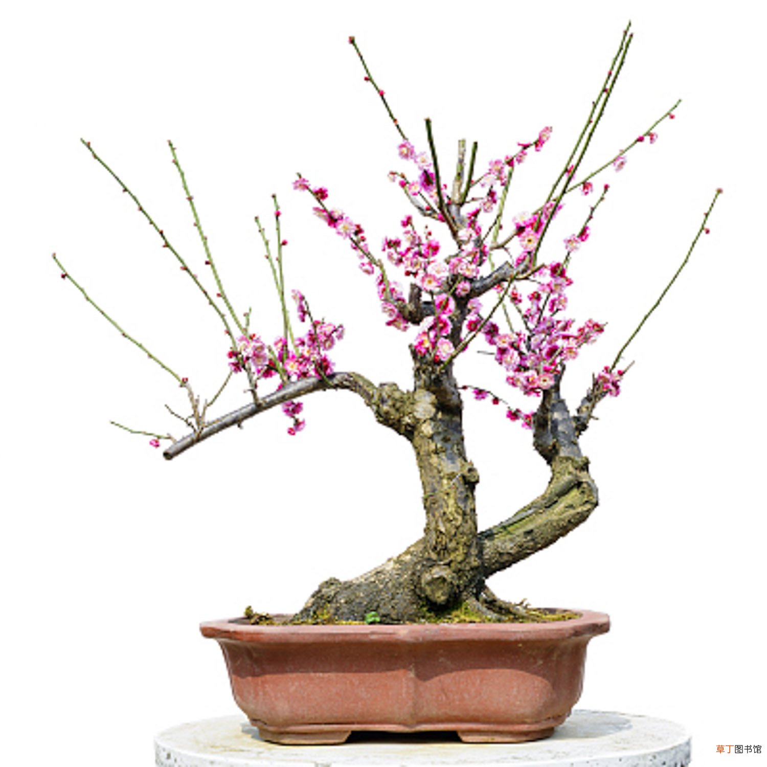 梅花怎么种植和养护，怎么繁殖