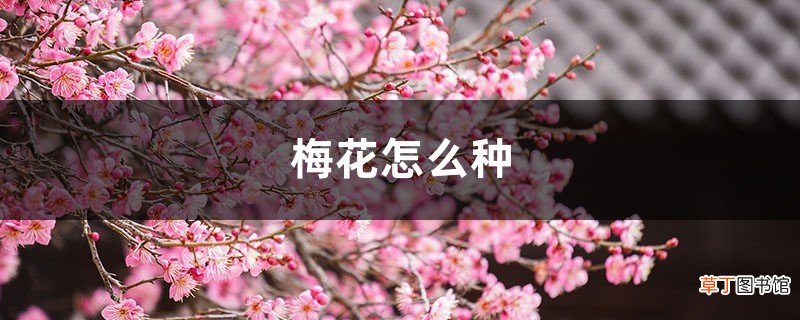 梅花怎么种植和养护，怎么繁殖