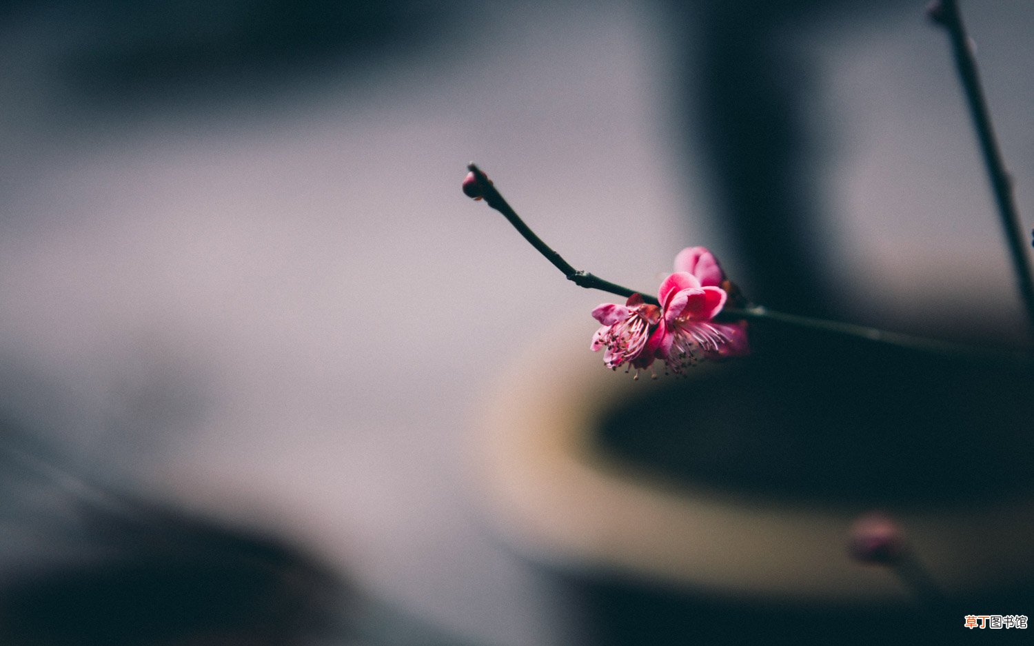 梅花怎么种植和养护，怎么繁殖