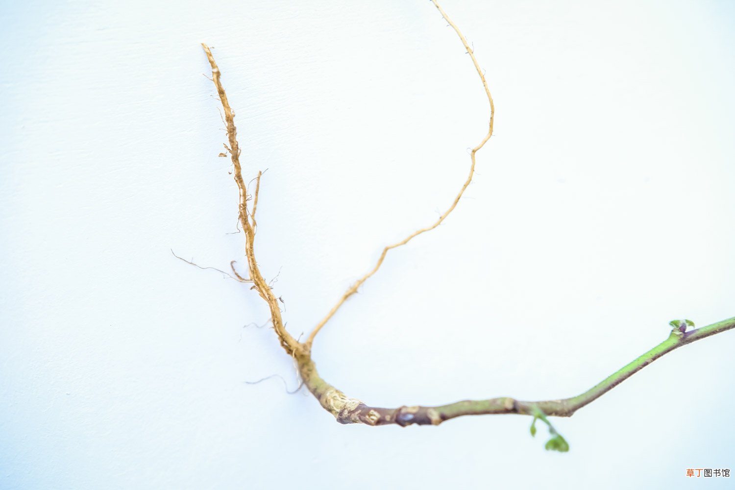 喇叭花什么季节开，喇叭花的特点是什么