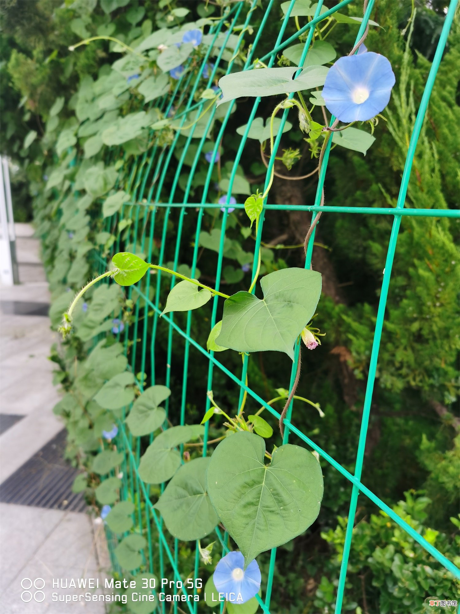 喇叭花什么季节开，喇叭花的特点是什么