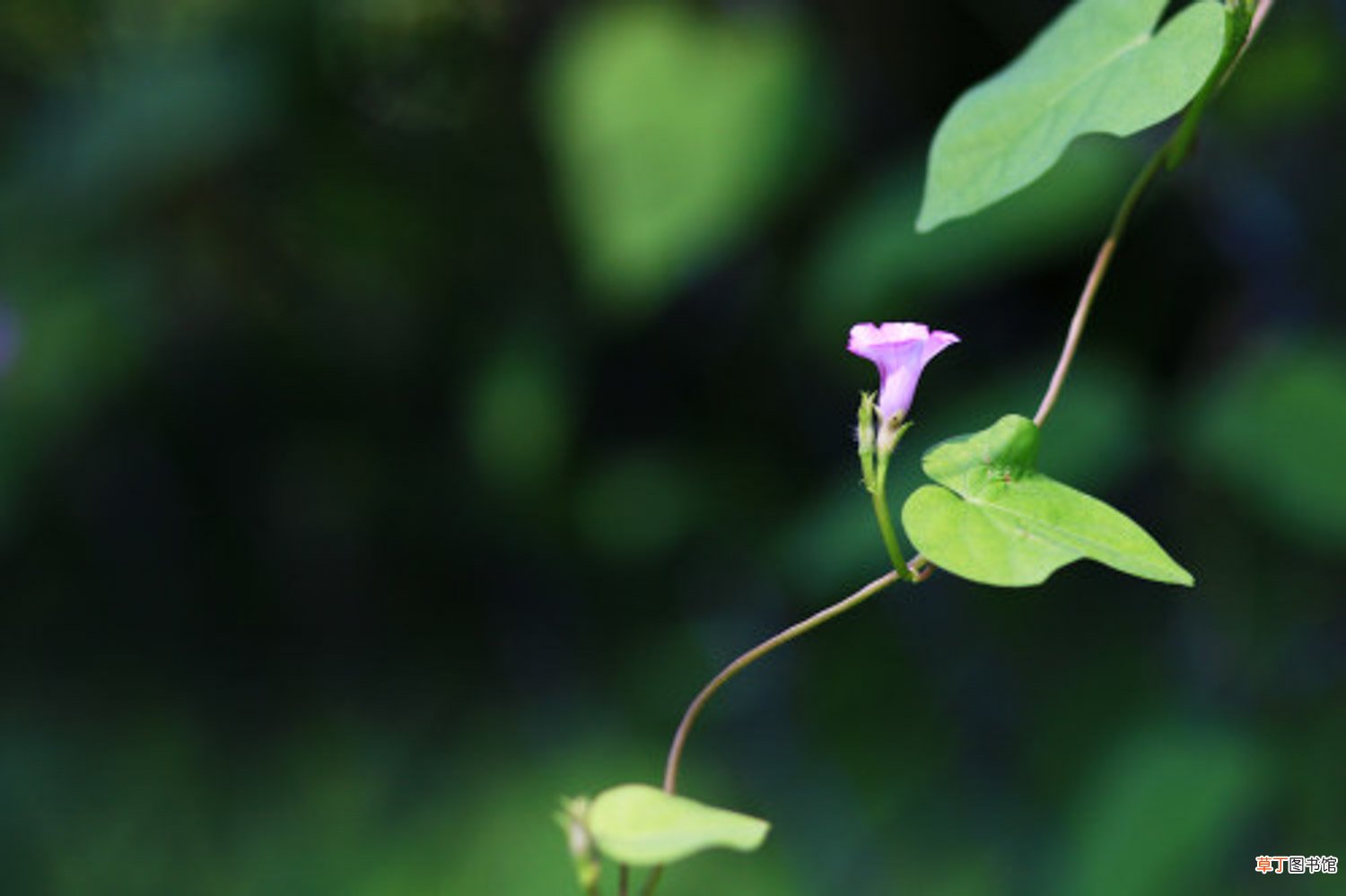 喇叭花什么季节开，喇叭花的特点是什么