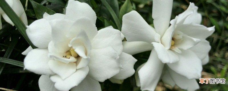 醋可以浇哪些植物？这几种花“吃了醋”，疯长爆满盆