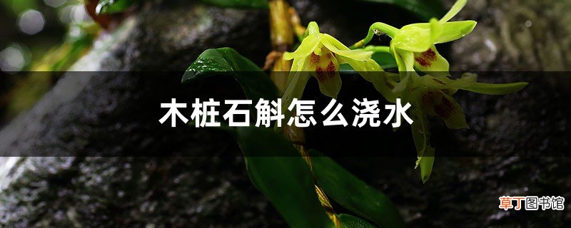 如何在木桩种石斛，木桩上的石斛怎么浇水