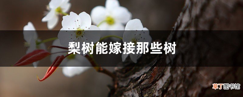 梨树可以嫁接什么树，苹果和桃树可以吗