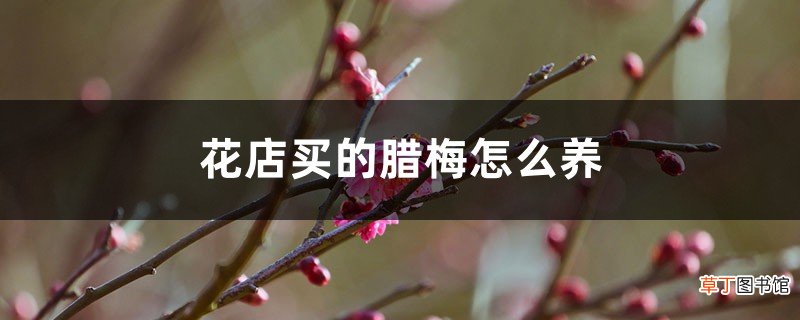 买回家的腊梅花怎么养，水培怎么养