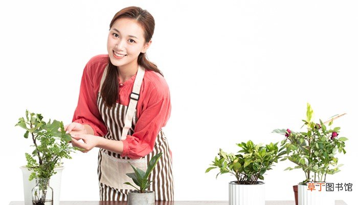 女人梦见把花重新栽了