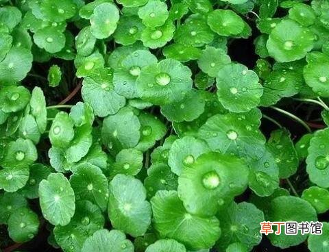 铜钱草怕冷吗冬天