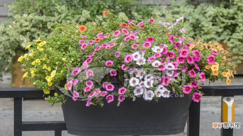 舞春花一年四季开花吗