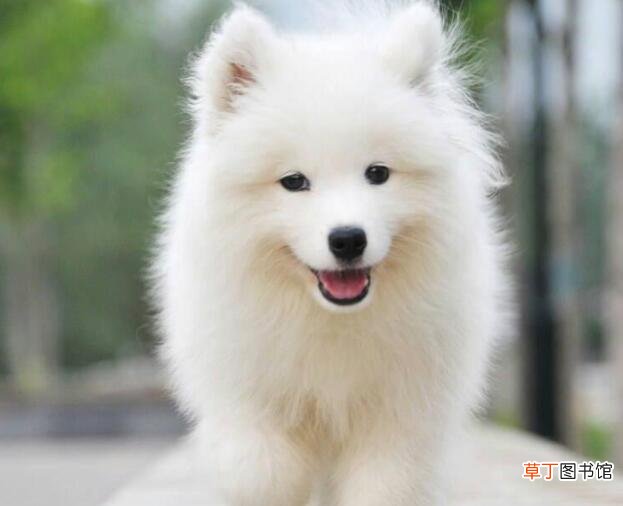 狗狗拉稀呕吐该怎么办