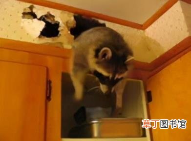 干脆面有什么梗 浣熊为什么叫干脆面