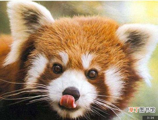 干脆面有什么梗 浣熊为什么叫干脆面