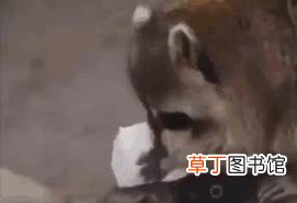 干脆面有什么梗 浣熊为什么叫干脆面
