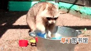 干脆面有什么梗 浣熊为什么叫干脆面