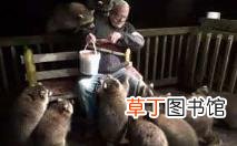 干脆面有什么梗 浣熊为什么叫干脆面