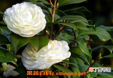 野山茶叶的功效与作用