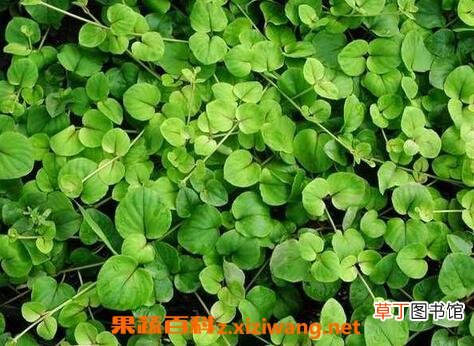 一串心的养殖方法和注意事项